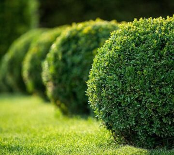 قالب ووردبريس للبستنة 50