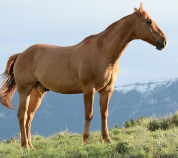 قالب ووردبريس لنادي الخيل 98