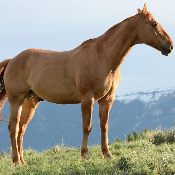 قالب ووردبريس لنادي الخيل 23