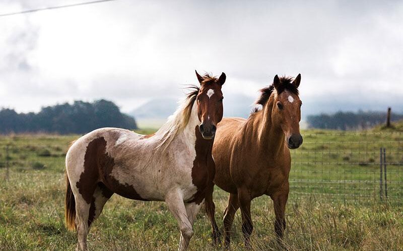 قالب ووردبريس لنادي الخيل 5