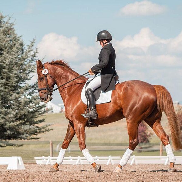قالب ووردبريس لنادي الخيل 33