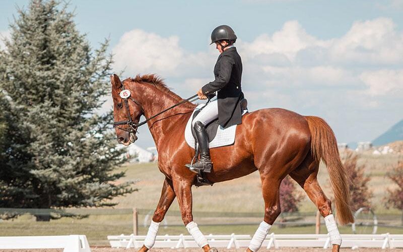قالب ووردبريس لنادي الخيل 95