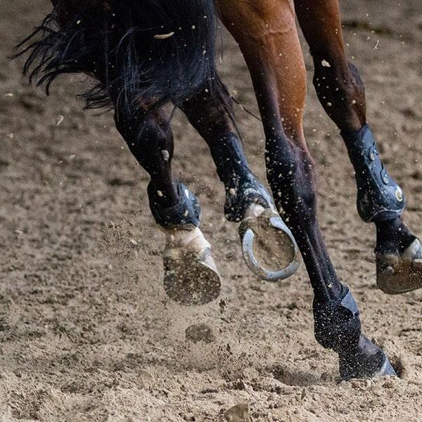 قالب ووردبريس لنادي الخيل 29