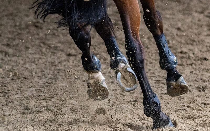 قالب ووردبريس لنادي الخيل 30