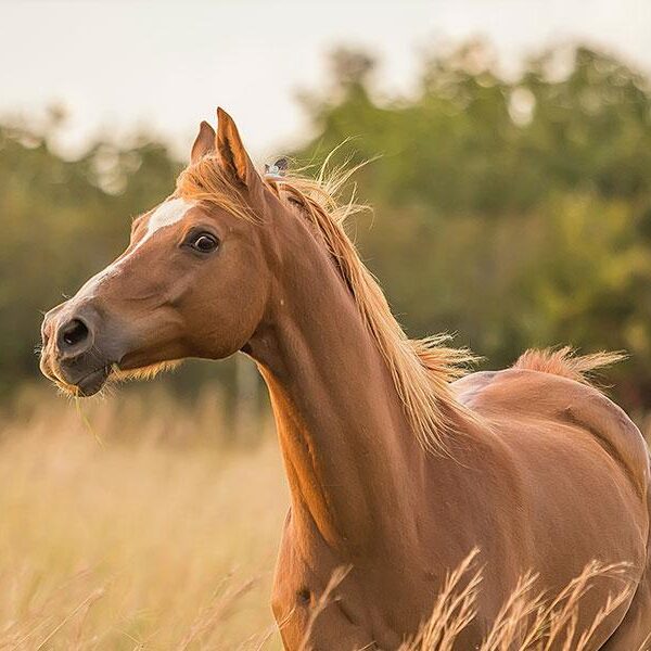 قالب ووردبريس لنادي الخيل 97