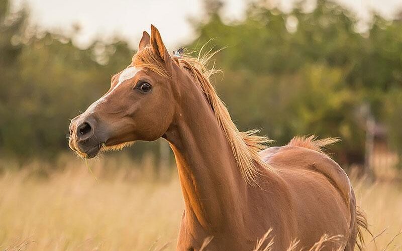 قالب ووردبريس لنادي الخيل 1