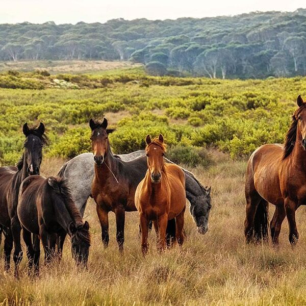 قالب ووردبريس لنادي الخيل 55