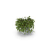 Green Plant - Image 2