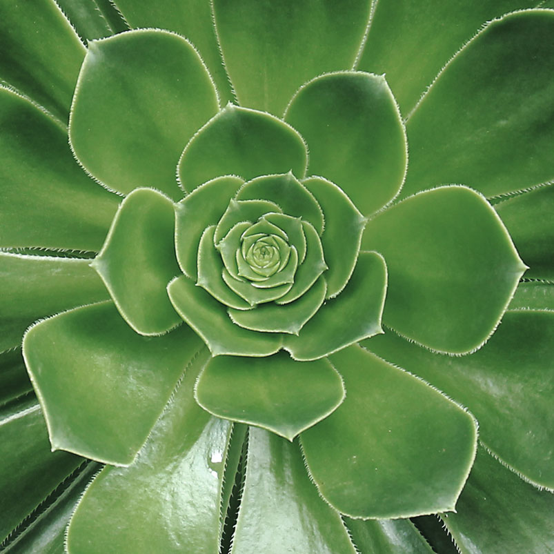 Flower Shop WordPress Theme 91 Flower Shop WordPress Theme 91