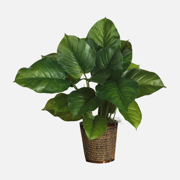 Flower Shop WordPress Theme 66 Golden Pothos