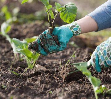 Gardening 2 WordPress Theme 55