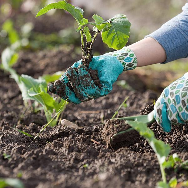 Gardening 2 WordPress Theme 47 Gardening 2 WordPress Theme 47