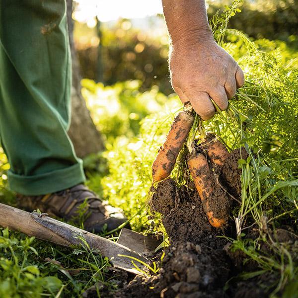 Gardening 2 WordPress Theme 61