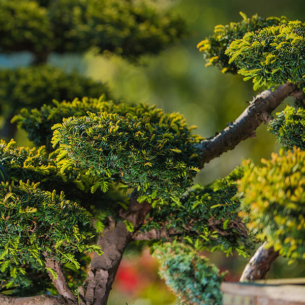 Gardening WordPress Theme 46