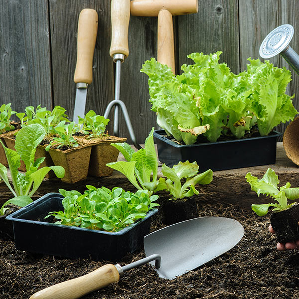 Gardening WordPress Theme 50