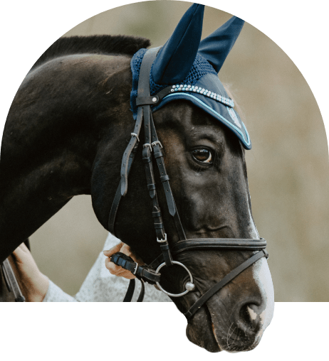 Stable & Horse Club WordPress Theme 30