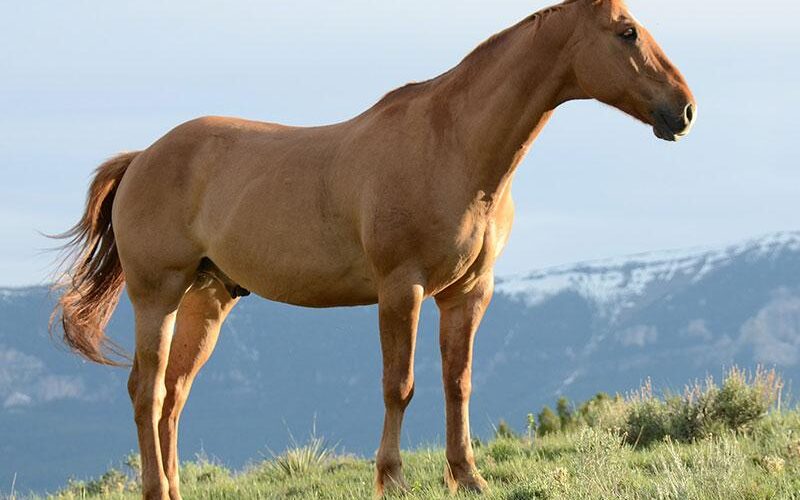 Stable & Horse Club WordPress Theme 42