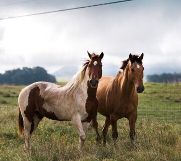 Stable & Horse Club WordPress Theme 41