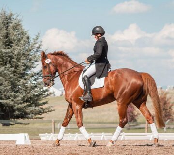 Stable & Horse Club WordPress Theme 68