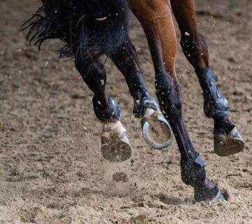 Stable & Horse Club WordPress Theme 19