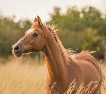 Stable & Horse Club WordPress Theme 88