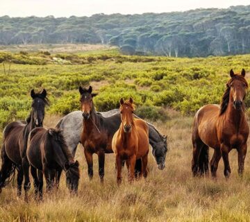 Stable & Horse Club WordPress Theme 81