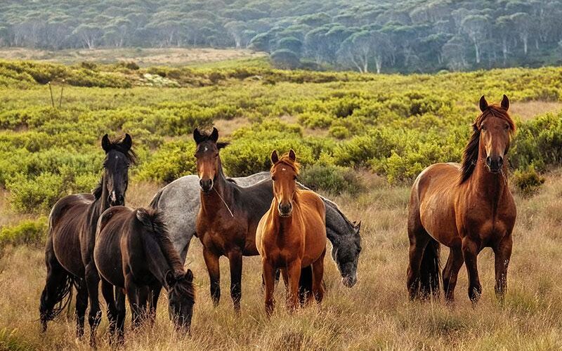 Stable & Horse Club WordPress Theme 69