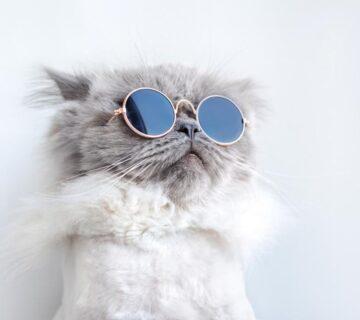 Magazine WordPress Theme 19