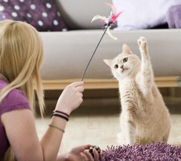 Pet Shop WordPress Theme 68