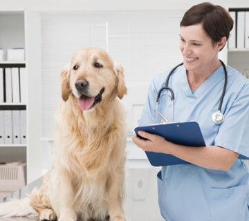 Pet Shop WordPress Theme 54 Pet Shop WordPress Theme 54