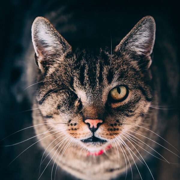 Photography WordPress Theme 46