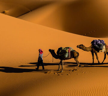 Travel WordPress Theme 64