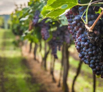 Winery & Wine Shop WordPress Theme 20