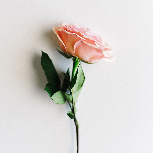 Flower Shop WordPress Theme 11