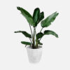 Arrowroot - Image 4