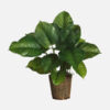 Japanese Holly - Image 2