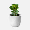 Fiddle Leaf Fig - Image 4