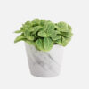 Nerve Plant