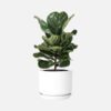 Nerve Plant - Image 3
