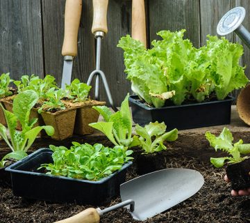 Gardening WordPress Theme 90