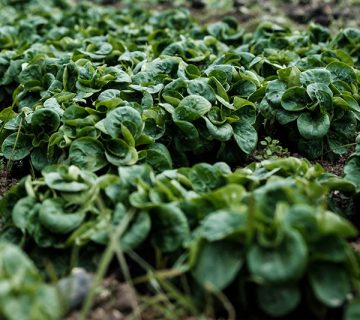 Gardening WordPress Theme 10