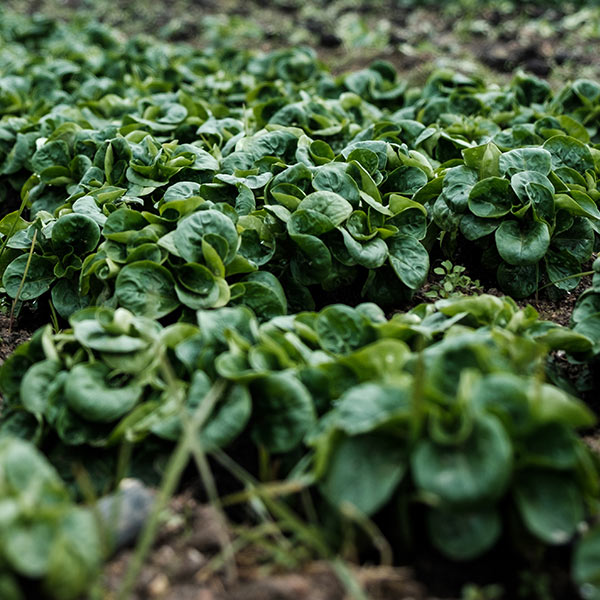 Gardening WordPress Theme 84