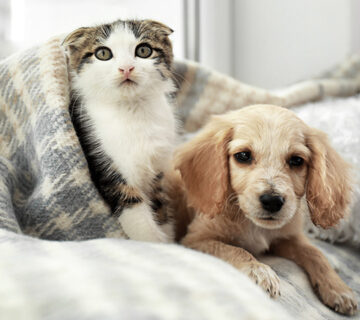 Pet Shop WordPress Theme 94
