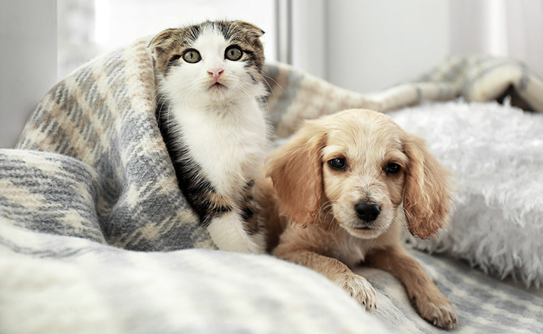 Pet Shop WordPress Theme 57