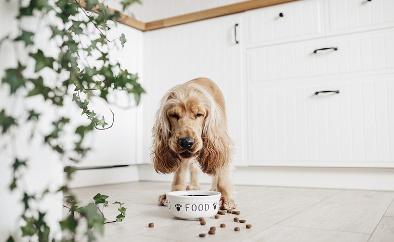 Pet Shop WordPress Theme 18