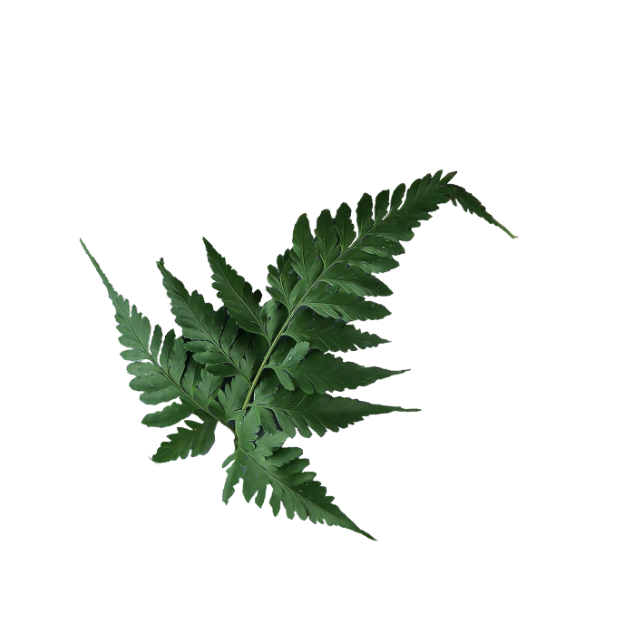 leaf-12 Leaf 12