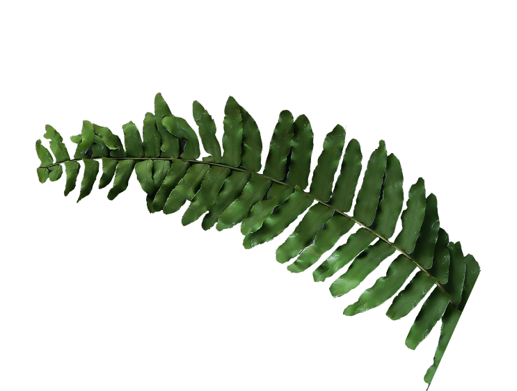 leaf-1@2x Leaf 1@2x