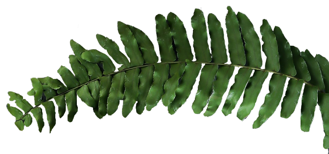 leaf-left-s Leaf left s