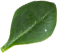 small-leaf Small leaf
