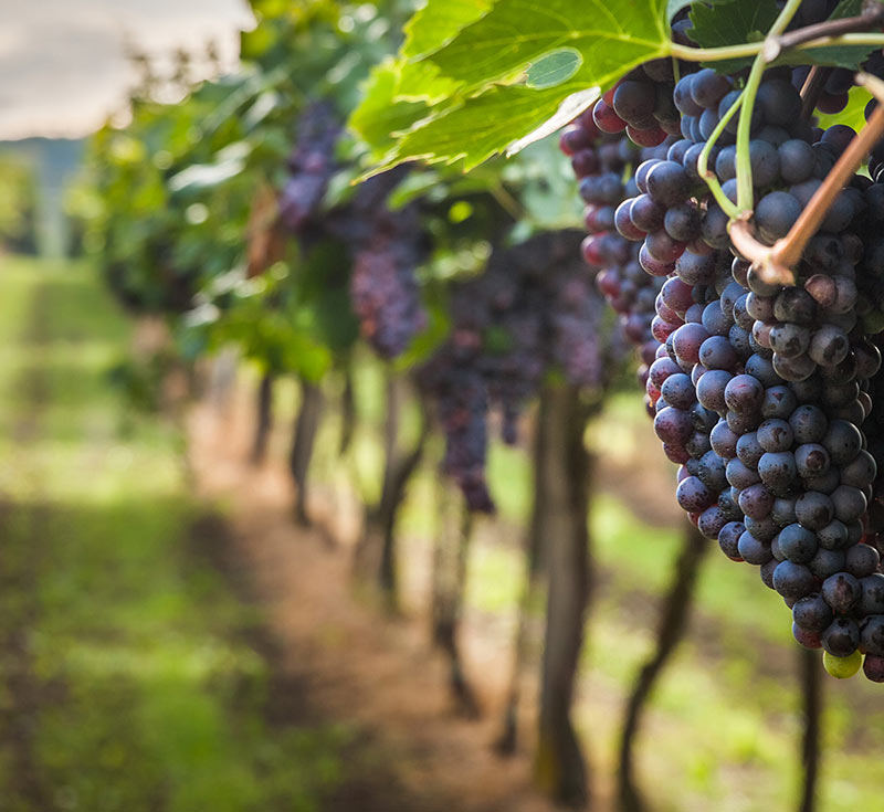 Winery WordPress Theme 77